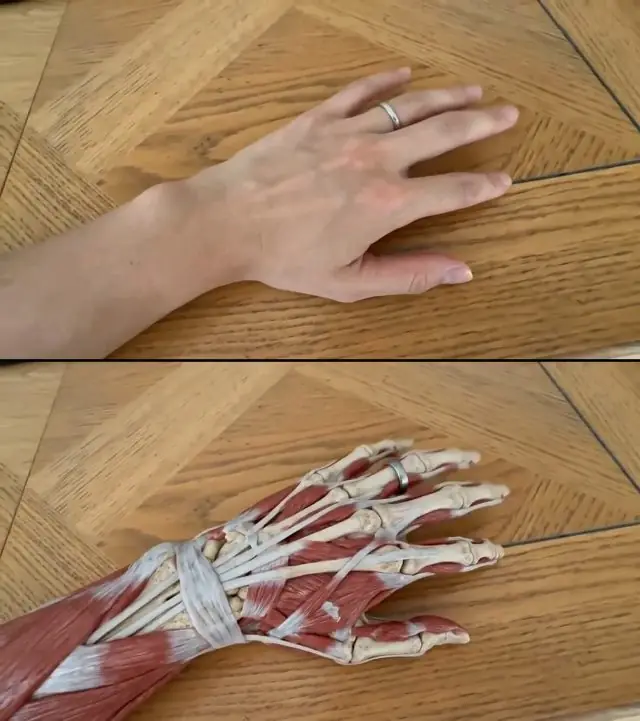 Reveal the Anatomy of Anything